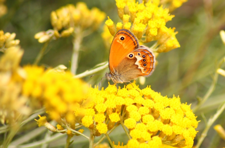 Licenide autoctono elbano: Lycaeides villai